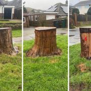 A series of trees have been cut down in Saltdean Vale, Saltdean
