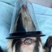 A badger was put to sleep due to the severity of his injuries caused by a 'humane' trap