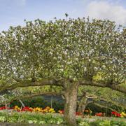 Espalier apple tree with blossom at Standen