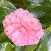 William Bartlett camellia
