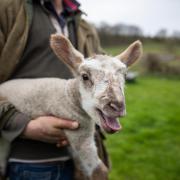 Farmer Andrew Flake carrying a bleating lamb