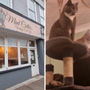 The Mad Catter in Eastbourne