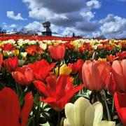 The tulip fields have 500,000 flowers