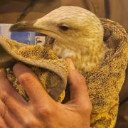 An endangered Herring Gull saved from Brighton train station