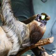The experience offers people the opportunity to feed the sloths
