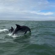 The dolphins were spotted on Monday