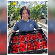 Elena-Adelina holding a tray of UK grown strawberries which will hit supermarket shelves in Sussex