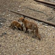 Fox cubs at Brighton station