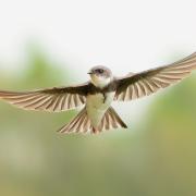 A sand martin soaring at Arundel Wetland Centre this spring