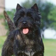 A dog owner has been banned from owning any pet for ten years after neglecting their dog. File picture of a Cairn terrier