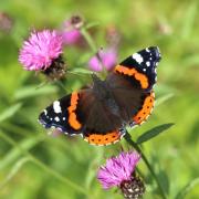 The butterfly count will take place from July 12 until August 4