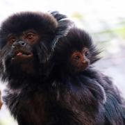 Drusillas Zoo has welcomed the arrival of baby Goeldi's monkey