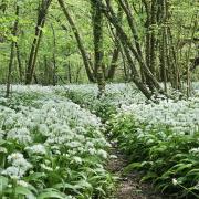 The flowers in a forest near Funtington, Chichester