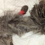 The poor dog had been caused to suffer for an extended period of time