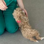 Dolly collapsed on a vet at Coastway
