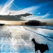 Dog by the West Pier by Jerry Webb