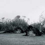 Fallen trees in Withdean Park, Brighton