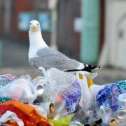 A seagull looks over a mound of rubbish in Brighton