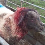 Farmer Jamie Russell took this picture of a sheep, one of many attacked by dogs near Lewes over the festive period