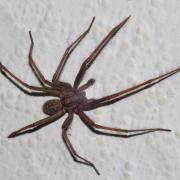 Top 10 tips for keeping spiders at bay