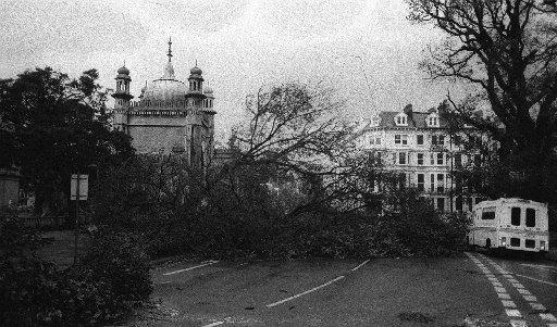 Trees down by the Royal Pavilion