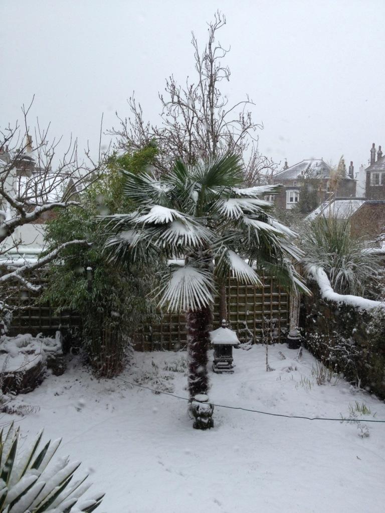 A palm tree in the snow by Grenville Nation