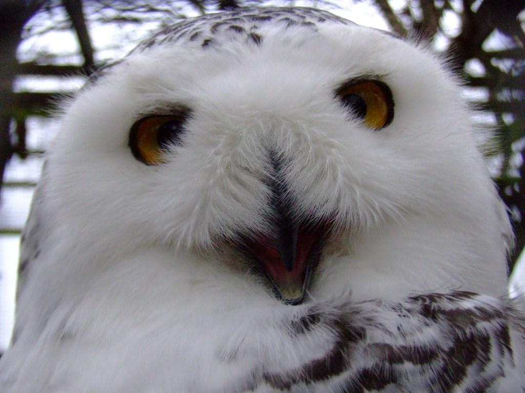 A snowy owl at Drusillas Zoo.