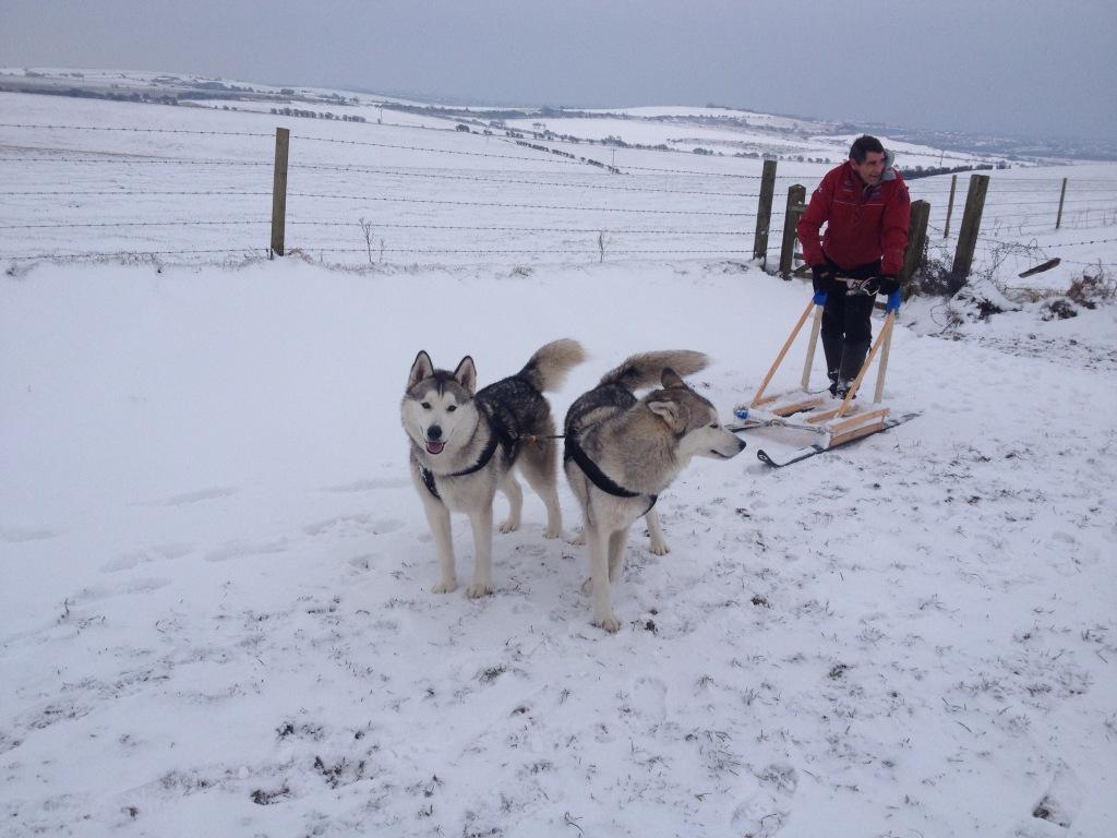 A picture of a local man from Hove, with his two huskies taking him across Devils Dyke by Robbie Marr