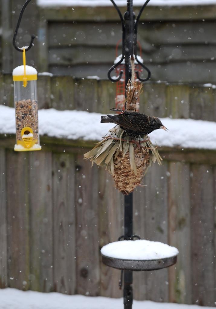 Starlings in the snow