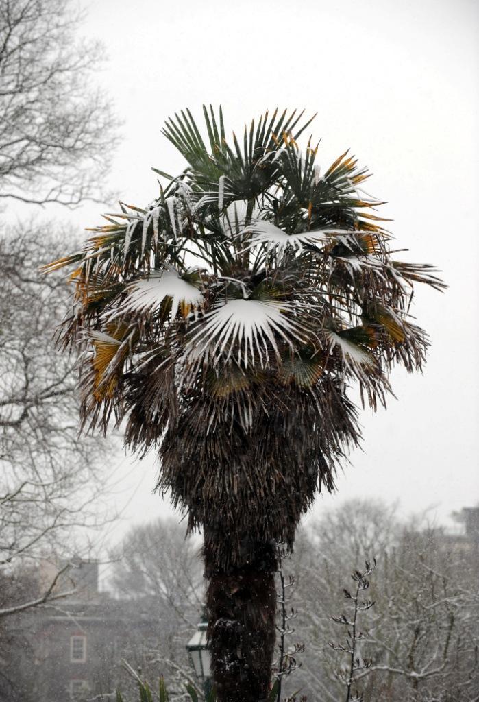 A palm tree covered in snow in Brighton this morning 
