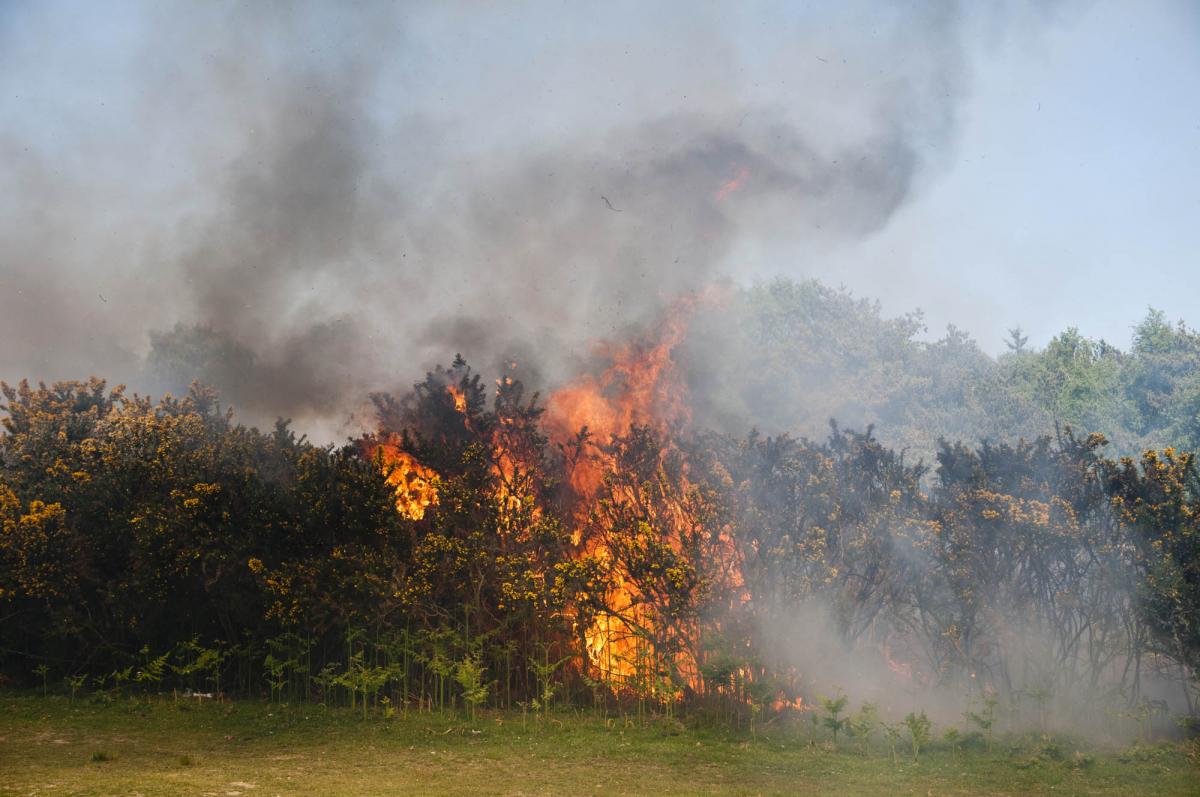 Firefighters from 23 fire stations spanning East Sussex, West Sussex and Kent came together to fight a giant fire at Ashdown Forest on June 5.  (pic: Eddie Howland)