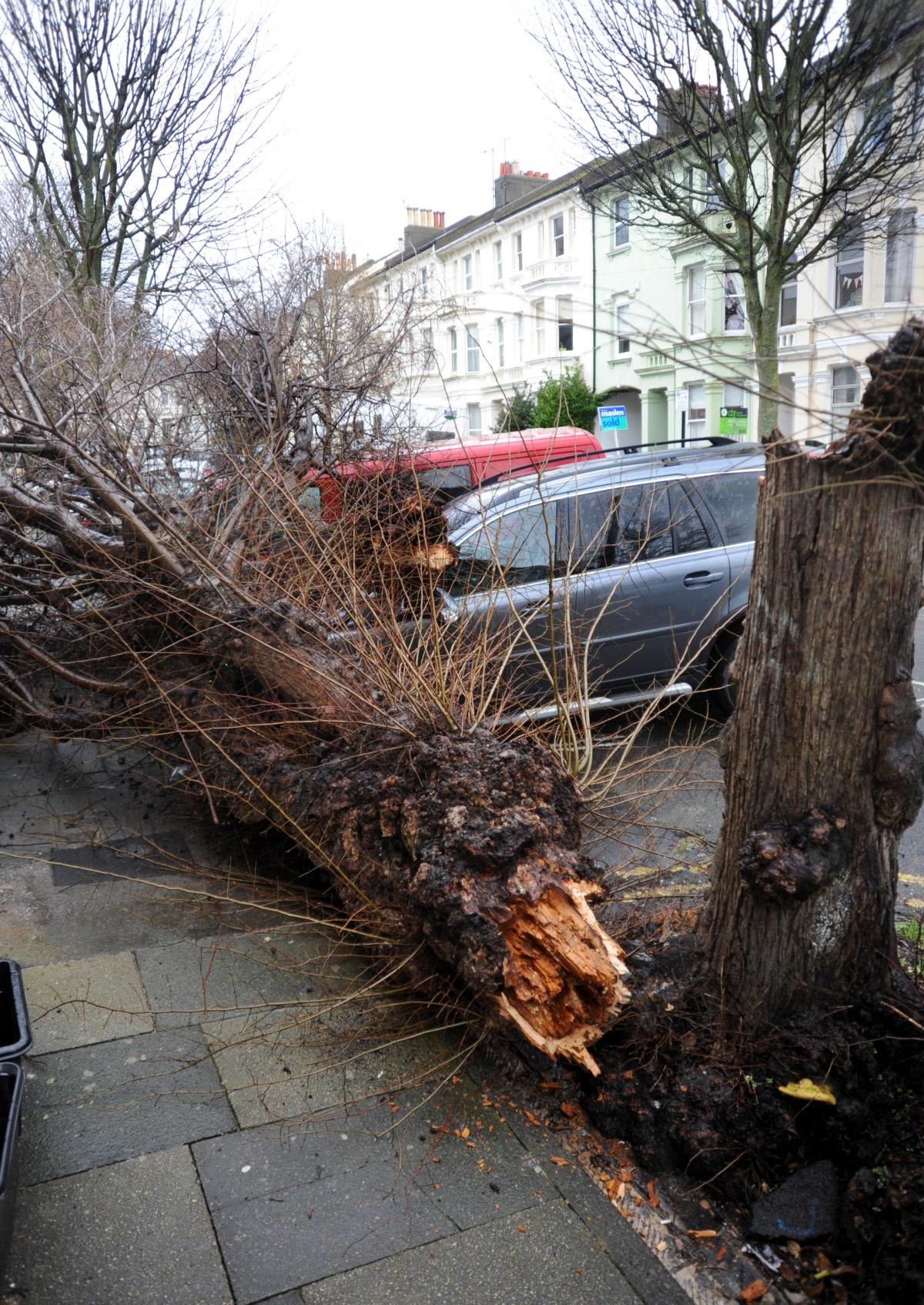 A tree down in Shaftesbury Road, Brighton