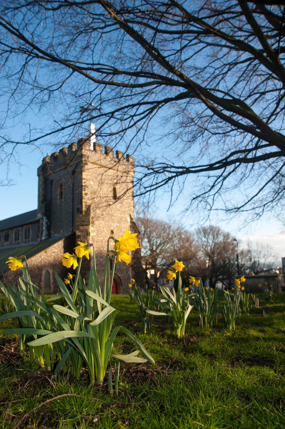 Daffodils at St Nicholas's Church, Brighton.
