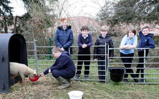 Children at Newbarn School cared for a ewe and her lambs