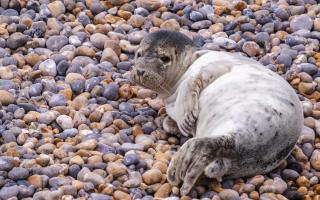 Joy as seal pup spotted on Sussex beach