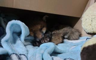 The fox cub was found 'dehydrated and smelly'