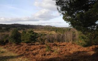 There is a community bus service on Saturdays that take people to Ashdown Forest