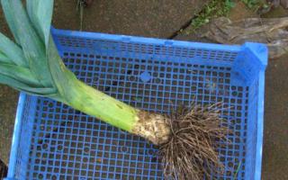 Leeks are easy to grow and good to eat