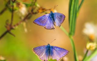 The rare long-tailed blue butterfly was spotted at Whitehawk Hill nature reserve