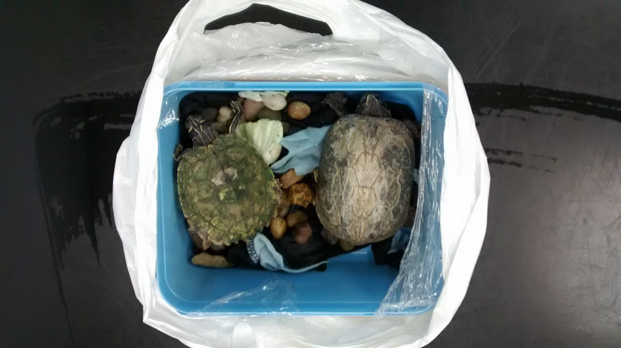 Terrapin and turtle found dumped in McDonalds in ice cream tub - one dead after maltreatment
