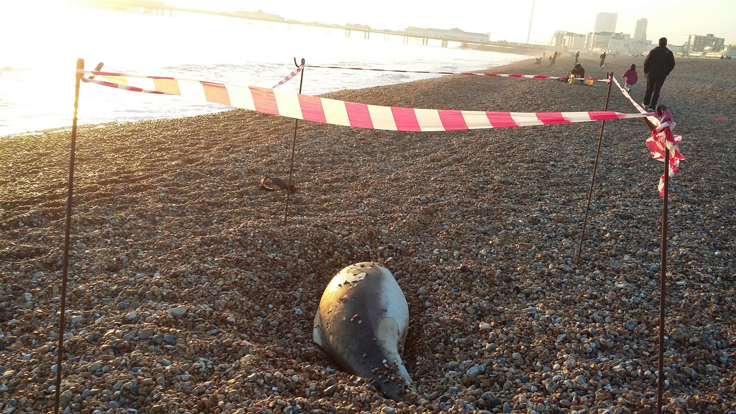 Tragedy of two dead porpoises discovered on Sussex beaches