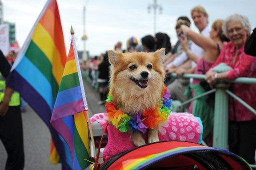 All the fun from this year's Brighton Pride.