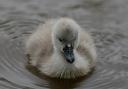 A newly hatched cygnet at Ilfield Mill Pond