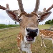 People have been asked to be 'deer aware'