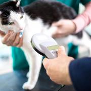 Cat owners have one month left to act before they could face a fine of up to £500 for not having their pet microchipped