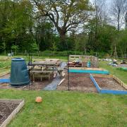 What the allotment looks like currently