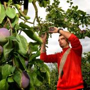 A man picking a plum at a fruit farm