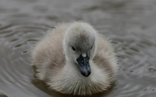 A newly hatched cygnet at Ilfield Mill Pond