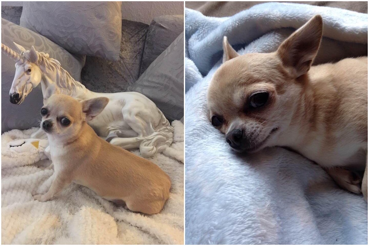 Voorbereiding Cerebrum sturen Ill chihuahua missing from Newhaven for days | The Argus