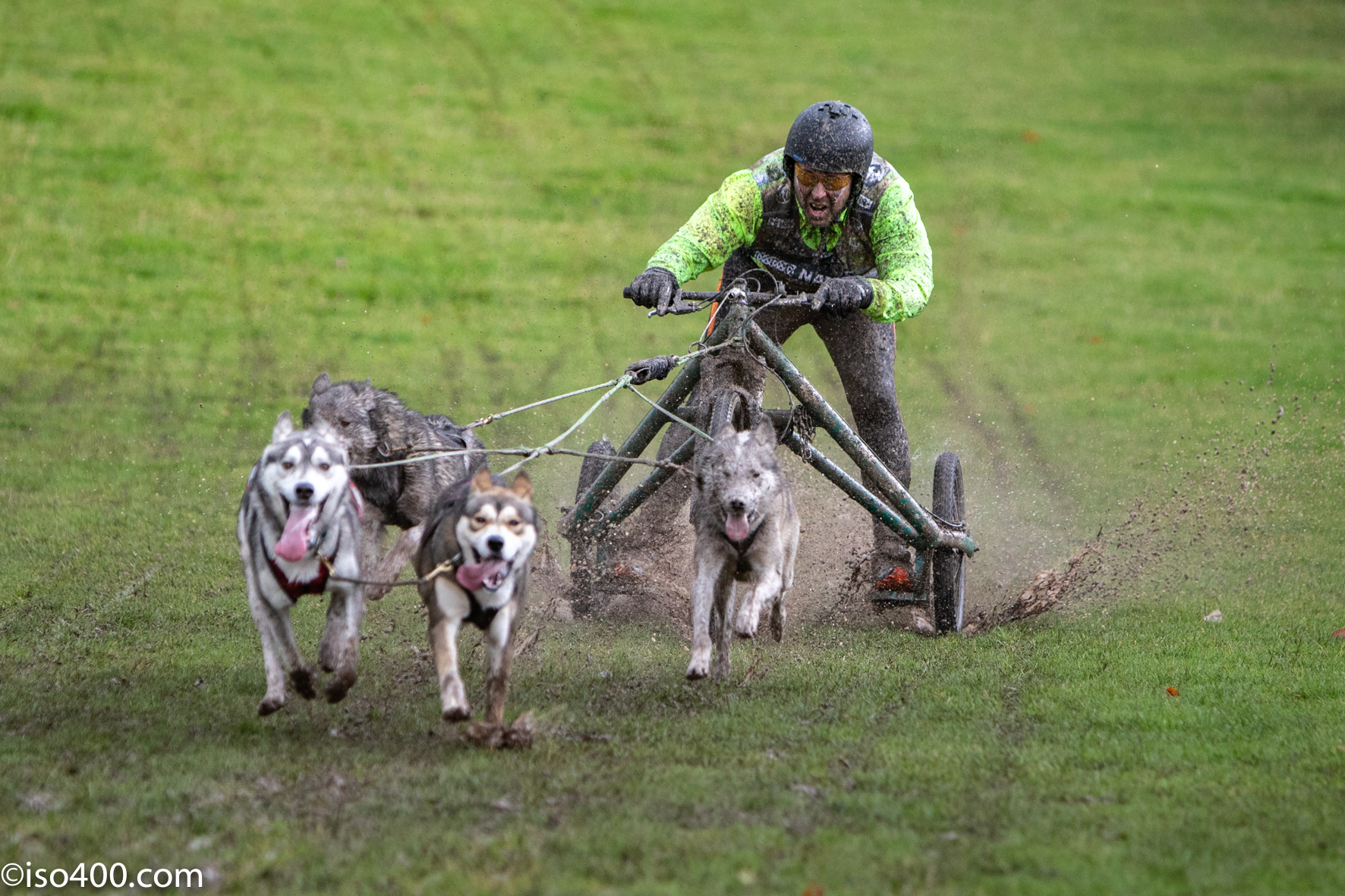 Hundreds of huskies in muddy sledge race